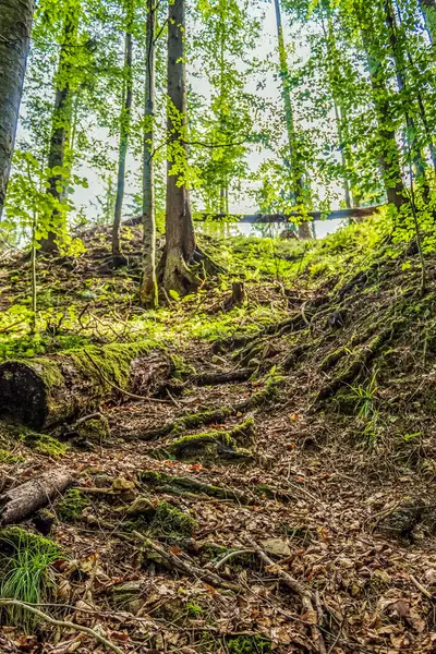 Ağaçların ortasında bir orman.
