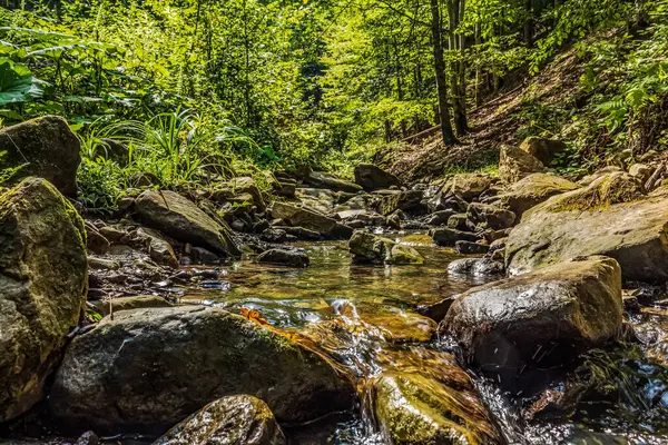 Ormandaki güzel nehir
