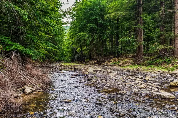 ormanda güzel nehir
