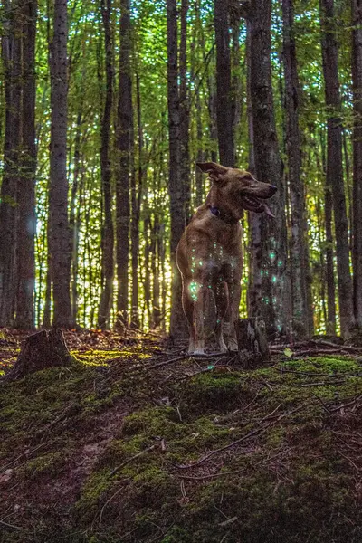 Köpekler, güneşli bir günde Scotia 'yı ormanda besler.