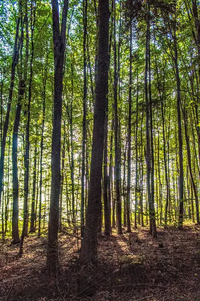 Güneşli bir günde bir ormanın ve ağaçların alçak açılı görüntüsü