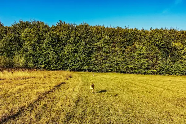 Sonbaharda tarlada köpek