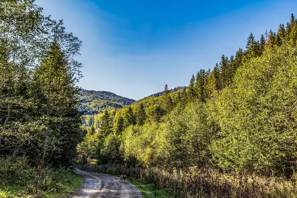 Ağaçlar ve dağlarla çevrili güzel bir yol manzarası.