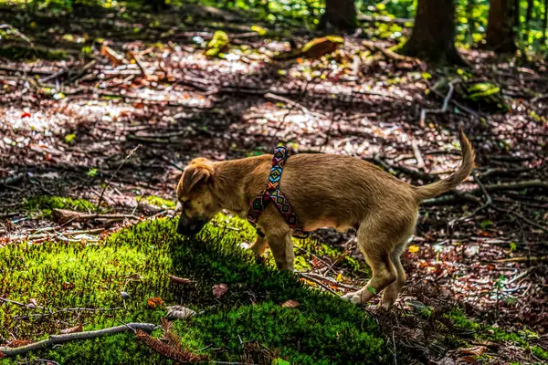 Orman, Karpatlar, Doğa Fotoğrafları - Avrupa, Doğu Avrupa, Romanya 