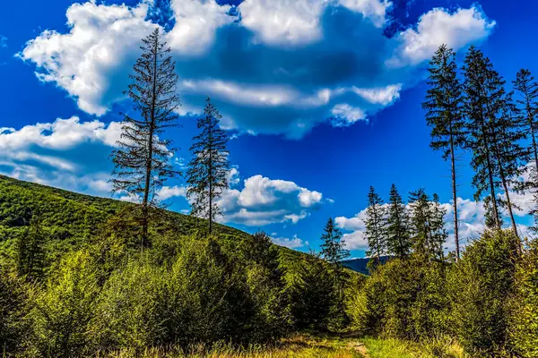 Orman, Karpatlar, Doğa Fotoğrafları - Avrupa, Doğu Avrupa, Romanya 