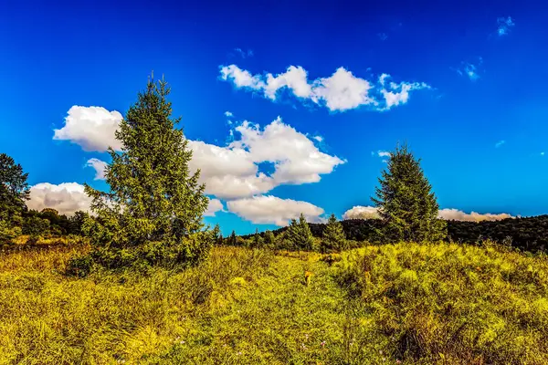 Orman, Karpatlar, Doğa Fotoğrafları - Avrupa, Doğu Avrupa, Romanya 
