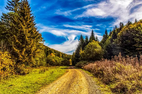 Sonbahar Ormanı Yolu