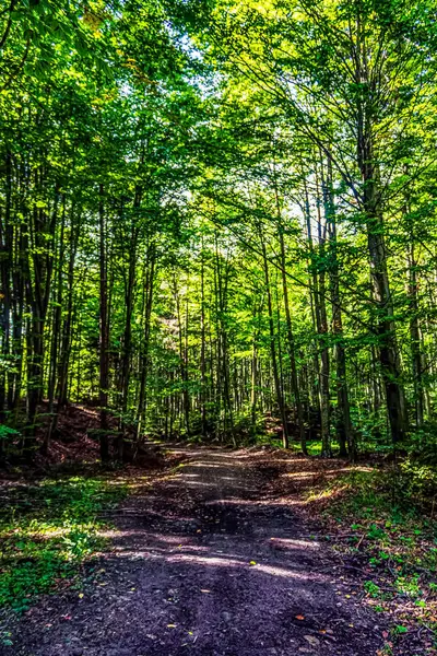 Ormandaki ağaçların arasından geçen orman yolu.