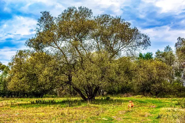 Çayırda güzel bir ağaç görüntüsü.