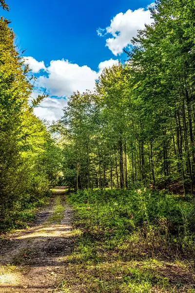 Ormanda sonbahar manzarası. Sonbahar gününde renkli ağaçlar ve mavi gökyüzü