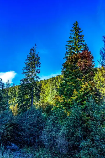 Ormanın güzel manzarası