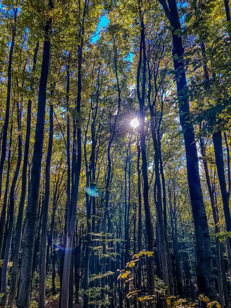 Ağaçlar ve yapraklarla dolu sonbahar ormanı