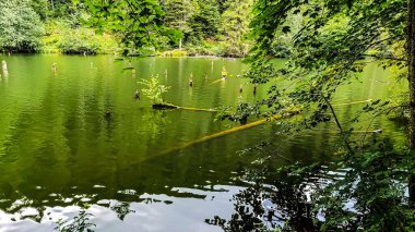 Yeşil orman ve nehir