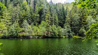 Ormandaki gölün manzarası.