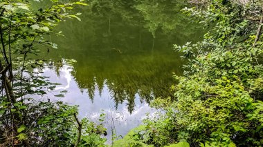 Ormanda gölü olan güzel bir manzara.