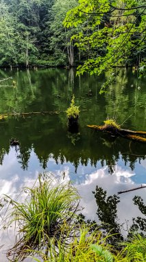 Ormanda bir ağacı olan güzel bir manzara.