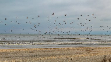 Gökyüzünde uçan martı sürüsü.