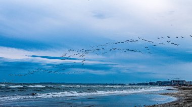 Deniz kıyısındaki martılar