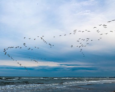 Martılar denizin üzerinde uçuyor.