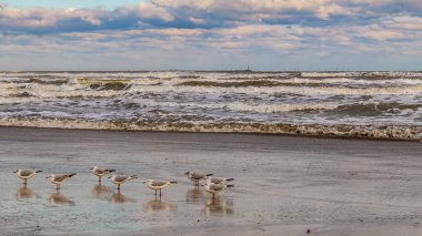 Baltık Denizi sahilinde martılar.