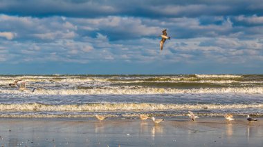 Martılar denizin üzerinde uçuyor.