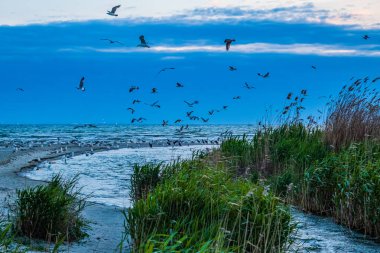 Gün batımında gölde martılar