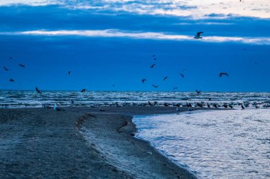 Sahilde martı sürüsü