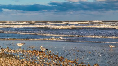 Akşamları sahilde martılar.