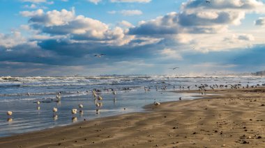 Akşamları kumsaldaki kuşlar. Deniz ve martılar kumsalda uçuyor..