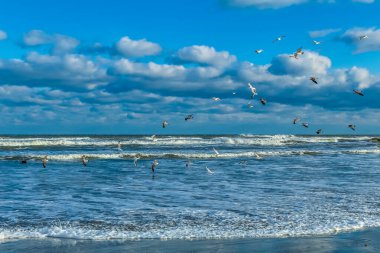 Plaj üzerinde uçan martılar