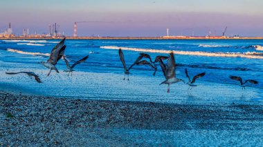 Kumsalda kuş sürüsü