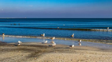 Akşamları sahilde martılar.