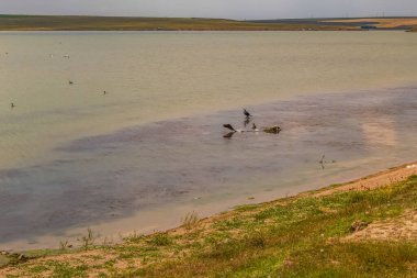Gölde bir koyun sürüsü