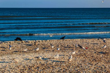 Kumsalda uçan martılar.