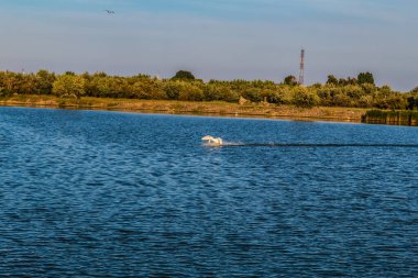 Nehir kıyısında beyaz kuğu