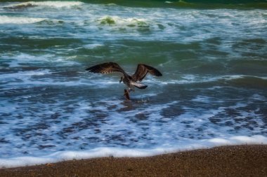 Gün batımında sahilde martı