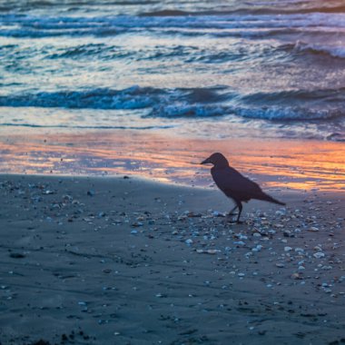 Gün batımında deniz sahilinde martı.