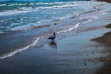 Denizde güzel bir kuş manzarası