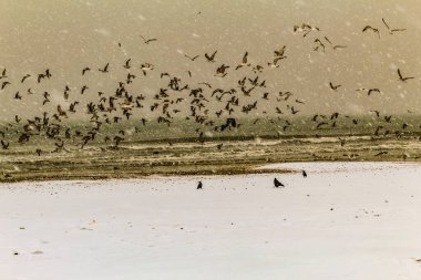 Kışın ördek sürüsü