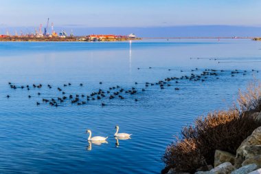 Denizde martılar sürüsü
