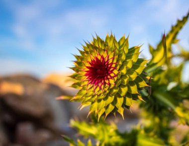 close - up view of beautiful blooming flowers