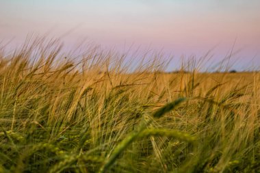 Gün batımında buğday tarlası, manzarayı kapat