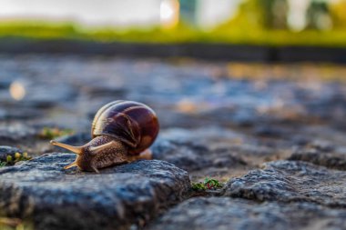 Asfalt yolda salyangoz