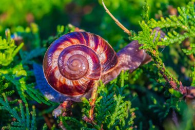 Yeşil yosunlu salyangoz. Salyangoz yerde.