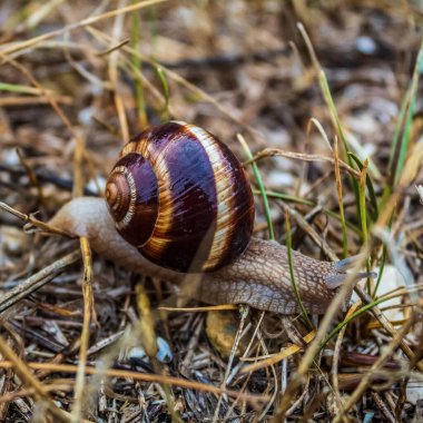 Ormanda yerde salyangoz var. Kapat - kapat