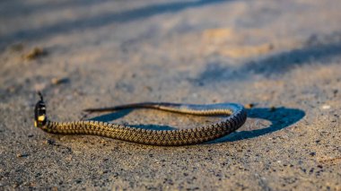 Yerde bir yılan var.