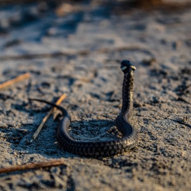 Kumda kara yılan