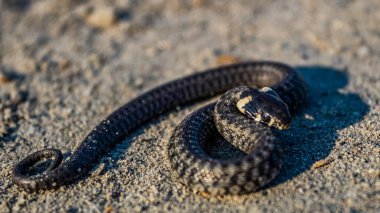 Gündüz vakti bir yılanın yere yakın çekim görüntüsü.