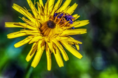 Sarı çiçeğe yaklaş.