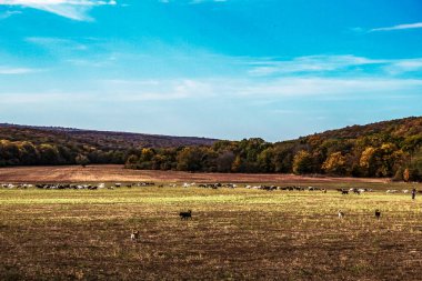 Ormandaki ağaçların güzel bir görüntüsü.